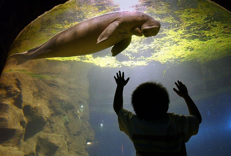 Dugong
