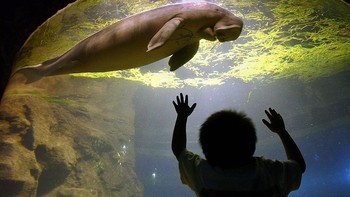 Hanya 3 orang yang disurvei di China mengaku melihat dugong dalam 5 tahun terakhir. Dugong masih eksis di beberapa area luar China, namun juga dalam kondisi terancam punah. Foto: Getty Images