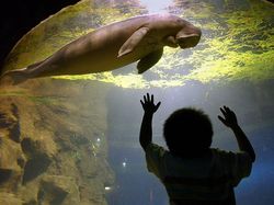 Dugong, Hewan Baik Hati yang Kian Malang Nasibnya