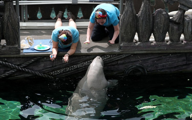 Dugong Dugong