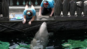 Dugong banyak diburu untuk dagingnya, kulit dan tulang. Pemerintah China sudah berusaha melindunginya, namun terus menerus diburu dan makin berkurangnya rumput laut sebagai makanan membuatnya tak mampu bertahan. Foto: Getty Images