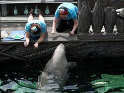 Dugong, Hewan Baik Hati yang Kian Malang Nasibnya
