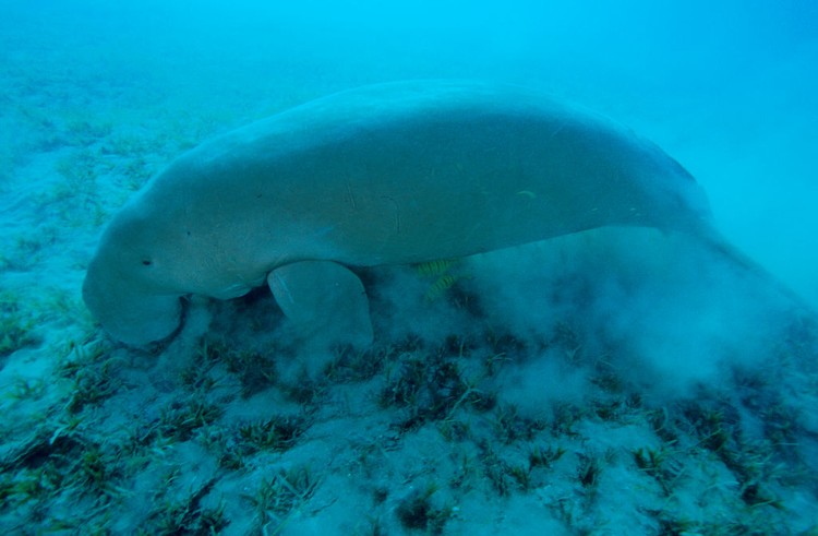 Dugong Dugong