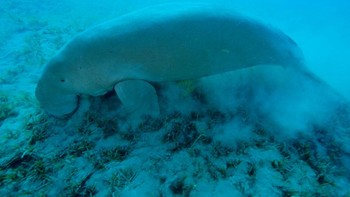 Dugong sendiri berkarakter unik. Hewan seberat setengah ton ini adalah satu-satunya mamalia laut yang vegetarian. Foto: Getty Images