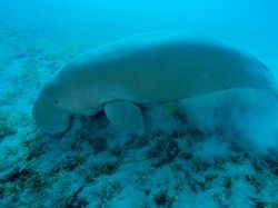 Dugong, Hewan Baik Hati yang Kian Malang Nasibnya