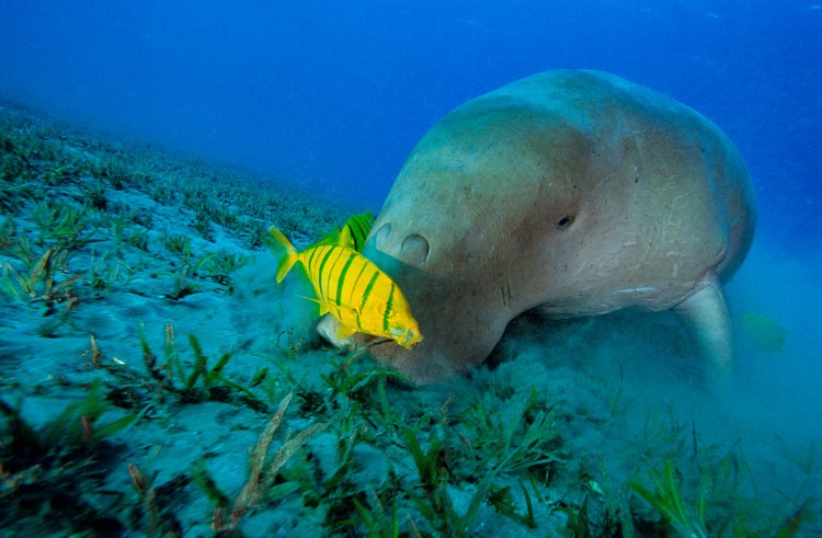 Dugong Dugong