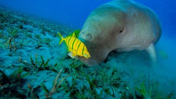Sifatnya yang jinak dan ekornya dianggap sebagai inspirasi karakter putri duyung. Foto: Getty Images