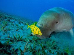 Dugong, Hewan Baik Hati yang Kian Malang Nasibnya