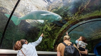 Dugong menjadi contoh menyedihkan apa yang terjadi pada lingkungan laut di mana aktivitas manusia terus saja meningkat, kata Kristina Gjerde dari  International Union for the Conservation of Natures (IUCN). Foto: Getty Images