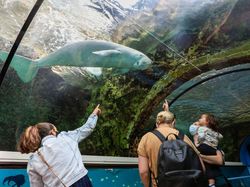 Dugong, Hewan Baik Hati yang Kian Malang Nasibnya