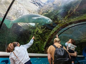 Dugong Jadi Mamalia Besar Pertama yang Punah di China