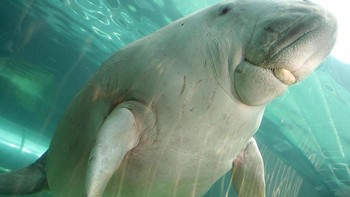 Periset mendeklarasikan bahwa dugong, hewan laut yang menginspirasi cerita Putri Duyung, punah di China. Hal ini tentu membawa kesedihan di kalangan ilmuwan. Foto: Getty Images