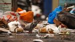 Sampah Menumpuk dan Berceceran di Jalanan Skotlandia, Kok Bisa?