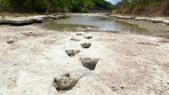 Video Tapak Kaki Dinosaurus Muncul Lagi di Sungai yang Mengering