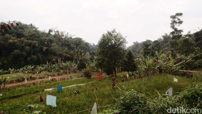Lokasi kerumunan monyet turun ke perkampungan warga di Sukabumi.