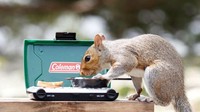 Wow! Flagg juga menyediakan miniatur roti tawar dan wajan untuk memanggangnya. Benda ini sampai menarik perhatian para tupai dan bajing yang lagi mampir.