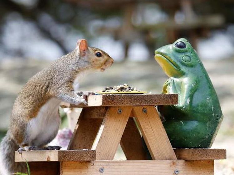 Lucu Banget! Kafe Ini Punya Pelanggan Setia para Tupai dan Bajing