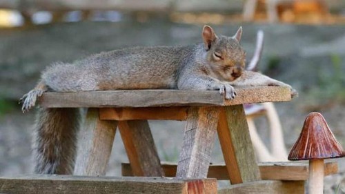 Lucu Banget! Kafe Ini Punya Pelanggan Setia para Tupai dan Bajing