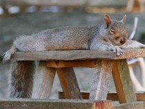 7 Hewan yang Hobi Tidur, Ada Koala-Tupai