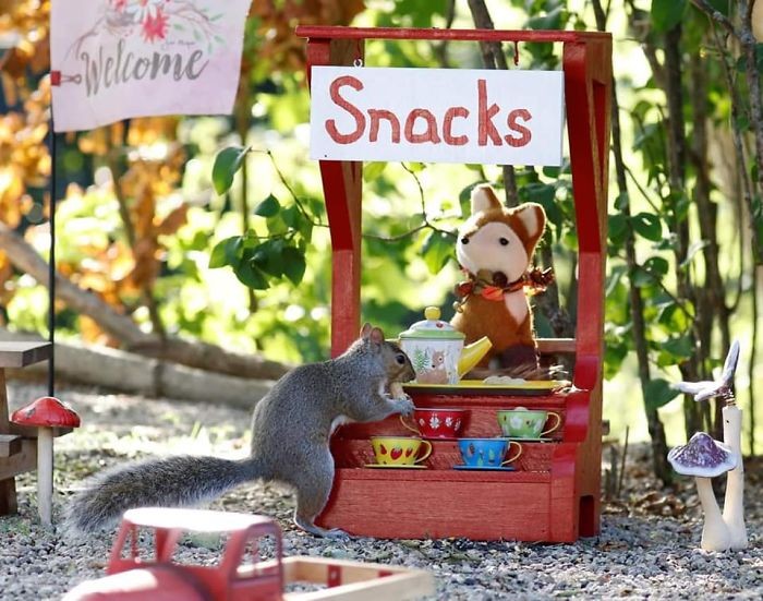 Lucu Banget! Kafe Ini Punya 'Pelanggan' Setia para Tupai dan Bajing Lucu Banget! Kafe Ini Punya 'Pelanggan' Setia para Tupai dan Bajing