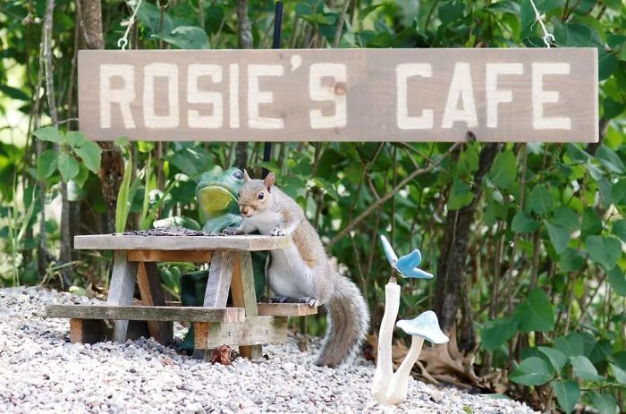 Lucu Banget! Kafe Ini Punya 'Pelanggan' Setia para Tupai dan Bajing Lucu Banget! Kafe Ini Punya 'Pelanggan' Setia para Tupai dan Bajing