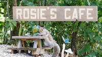 Salah satu sudut Rosies Cafe yang Instagramable untuk para tamunya berfoto. Tupai ini seperti sedang baca buku menu ya?