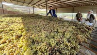 Setelah dibersihkan, anggur dikeringkan hingga beberapa hari untuk bisa menjadi kismis. Petani mengeluhkan serbuan impor kismis dari China yang lebih murah.