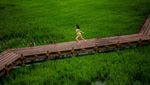 Mengagumi Indahnya Lahan Padi dari Kacamata Drone