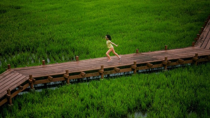 Mengagumi Indahnya Lahan Padi dari Kacamata Drone Area persawahan padi memiliki lanskap yang indah jika dijepret menggunakan drone. Panorama yang dihasilkan terlihat indah dan memanjakan mata.