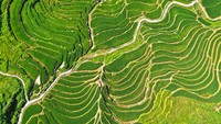 Di Jiangxi, China, areal persawahan padi dengan konsep terasering ini terlihat sangat memukau dari kacamata drone. Panorama ini diambil pada 20 Juli 2022.