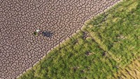 Lanjut, ada dua perspektif berbeda dari foto ini. Terdapat area lahan kering dan tanaman padi yang terlihat sangat kontras. Momen miris ini dijepret pada 24 Agustus 2022 lalu.