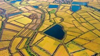 Kali ini ada lahan padi siap panen dengan panorama warna kekuningan di Provinsi Anhui, China. Lanskap ini dijepret pada 20 Oktober 2020 lalu.