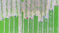 Selanjutnya, ada sejumlah petani di Wenling, Provinsi Zhejiang, China, yang sedang menanam bibit padi pada 27 Juli 2020.