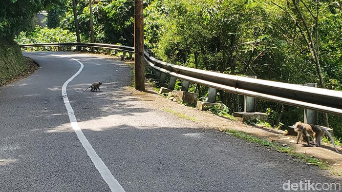 Monyet liar di Jalan Palabuhanratu, Sukabumi.