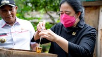 Ia juga sempat memanen dan mencicipi madu trigona di wisata edukasi Kebun Lebah Simpur yang berlokasi di Desa Kecapi, Kecamatan Kalianda, Lampung Selatan.