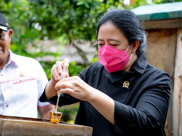Dalam kunjungan kerjanya di Lampung, Ketua DPR Puan Maharani sempat menemui murid-murid berprestasi. Ia juga sempat memanen madu tigona lho.