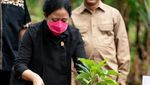 Potret Puan Temui Murid Berprestasi hingga Panen Madu Trigona di Lampung