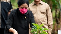 Tak hanya itu, Puan juga menanam bibit alpukat unggul bernama alpukat Ratu Puan.
