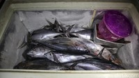 Ikan tongkol milik Jumiati terlihat di lemari pendingin sebelum diolah menjadi bahan kerupuk atom. Kerupuk ini banyak diproduksi oleh warga lokal secara tradisional, dengan bahan dasar ikan tongkol. Mengingat wilayah Anambas kaya akan hasil laut, maka tak heran bila olahan makanan yang dihasilkan pun tidak jauh dari ikan.  