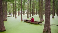 Secara khusus, sumber daya lanskap hutan terutama terdiri dari spesies pohon tahan air dan basah, seperti cemara kolam, cemara cedar, dan metasequoia.