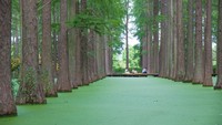 Memasuki pintu masuk utama, Hutan Metasequoia terlihat tertata rapi dengan pohon-pohonnya yang berdiri tegak. Hutan ini berada di The Luyang Lake Wetlands Park, Yangzhou, China. Destinasi populer ini berada sekitar 300 km sebelah utara Kota Shanghai.