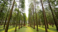 Danau berwarna hijau ini menjadi daya tarik tersendiri bagi wisatawan.