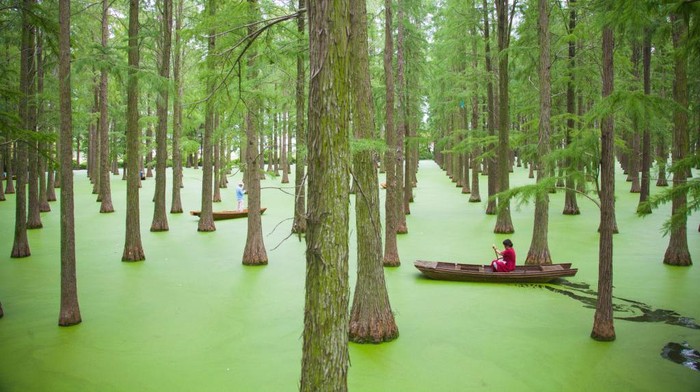 China memiliki destinasi wisata di hutan Metasequoia di kawasan Danau Luyang, Yangzhou, China. Yuk, intip keseruannya.