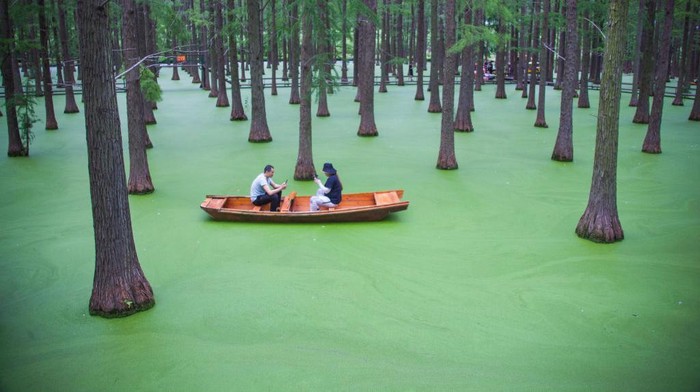 Serunya Naik Sampan di Danau 'Hijau' China China memiliki destinasi wisata di hutan Metasequoia di kawasan Danau Luyang, Yangzhou, China. Yuk, intip keseruannya.