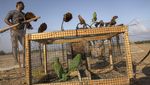 Pasar Burung Parkit di Palestina Terus Ramai, Begini Cara Berburunya