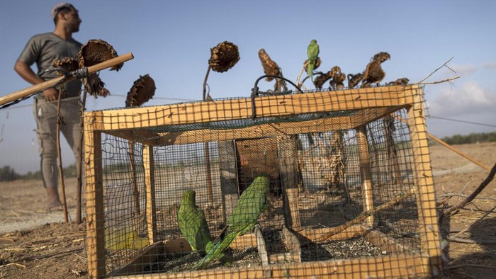 Warga Palestina Raup Cuan dari Berburu Burung Parkit A parakeet is tied to a stick by a Palestinian youth, as a trap to attract birds of its kind in Khan Younis, south of Gaza Strip, Monday, Aug. 22, 2022. Dozens of Palestinians have taken up bird trapping in recent years, capturing parakeets along the heavily guarded frontier with Israel and selling them to pet shops. Itβs a rare if meager source of income in Gaza, which has been under a crippling Israeli-Egyptian blockade since the militant Hamas group seized power 15 years ago. (AP Photo/Fatima Shbair)