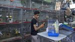Pasar Burung Parkit di Palestina Terus Ramai, Begini Cara Berburunya