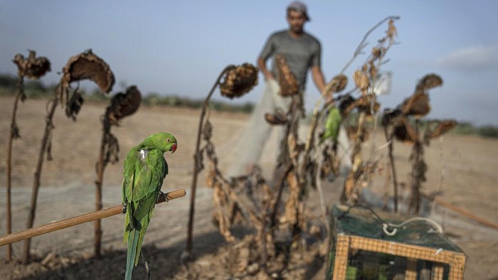 Warga Palestina Raup Cuan dari Berburu Burung Parkit A parakeet is tied to a stick by a Palestinian youth, as a trap to attract birds of its kind in Khan Younis, south of Gaza Strip, Monday, Aug. 22, 2022. Dozens of Palestinians have taken up bird trapping in recent years, capturing parakeets along the heavily guarded frontier with Israel and selling them to pet shops. It’s a rare if meager source of income in Gaza, which has been under a crippling Israeli-Egyptian blockade since the militant Hamas group seized power 15 years ago. (AP Photo/Fatima Shbair)