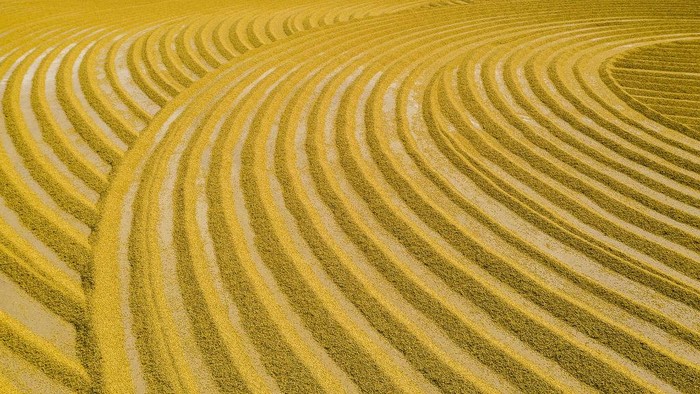 SUQIAN, CHINA - OCTOBER 19: Aerial view of grains aired in the sun on October 19, 2020 in Suqian, Jiangsu Province of China. (Photo by Zhang Lianhua/VCG via Getty Images)