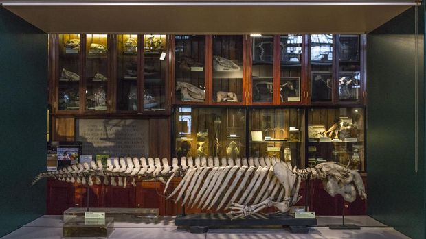 LONDON, ENGLAND - JULY 21:  The skeleton of a dugong is displayed inside the Grant Museum of Zoology on July 21, 2017 in London, England. The Grant Museum of Zoology was founded in 1892 and is London's only remaining university zoological museum, housing around 68,000 specimens from across the Animal Kingdom. The museum is currently embarking on a project to conserve and repair some of their historic taxidermy, which has been on display for over a hundred years. Many of the specimens have begun to crack and split, with filling and stuffing required to ensure their long-term future. Expert museum conservators have selected several pieces ranging in size from a chimpanzee to an elephant shrew. Careful consideration is given to every piece regarding retaining any 'historical' inaccuracies in the animals' appearance. Historically taxidermy is often quite inacurate, with skins often sent from overseas, and 'stuffed' or prepared by people who had never even seen the animal. The most famous example being the huge Walrus at the Horniman Museum in South West London.  (Photo by Dan Kitwood/Getty Images)